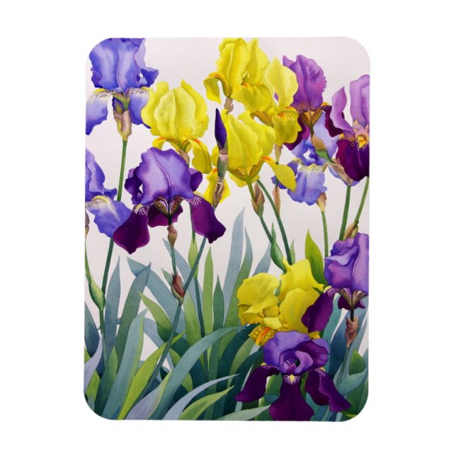 Ímã Íris Amarelo e Roxo (Vertical)