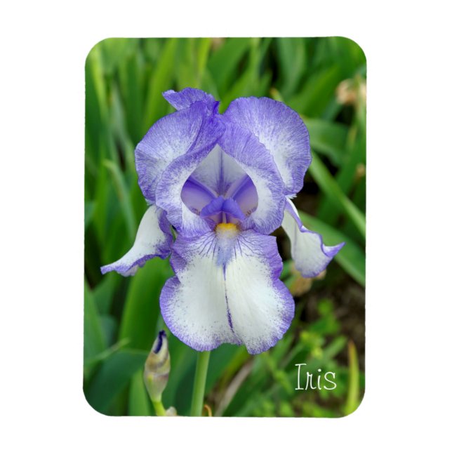 Ímã Íris Azul (Vertical)