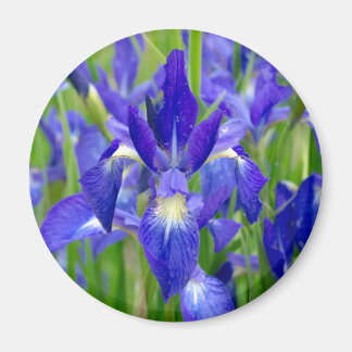 Imã Íris Azul Flores