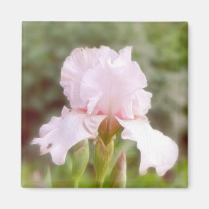 Imã Íris cor-de-rosa - vaidade