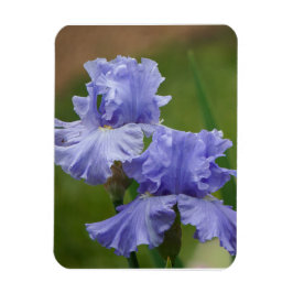 Ímã Iris Delight