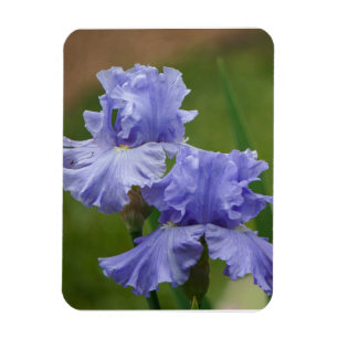 Ímã Iris Delight