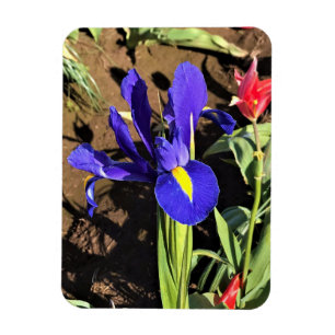Ímã Iris em um campo de Tulip, Woodburn, Oregon