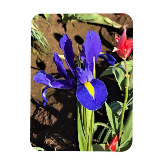 Ímã Iris em um campo de Tulip, Woodburn, Oregon (Vertical)