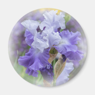 Imã Íris farpada régia - roxo & branco