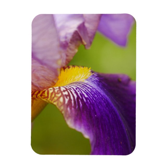 Ímã Íris Flor Magnet (Vertical)