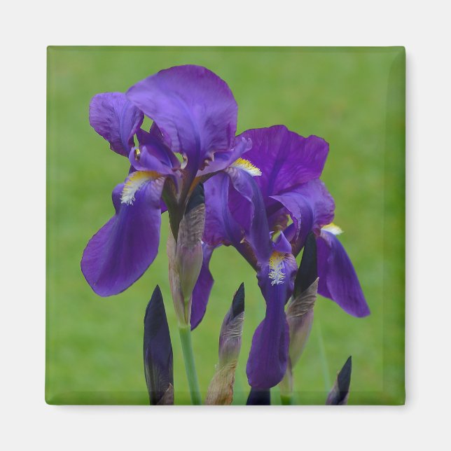 Imã Íris-Flor Roxo (Frente)