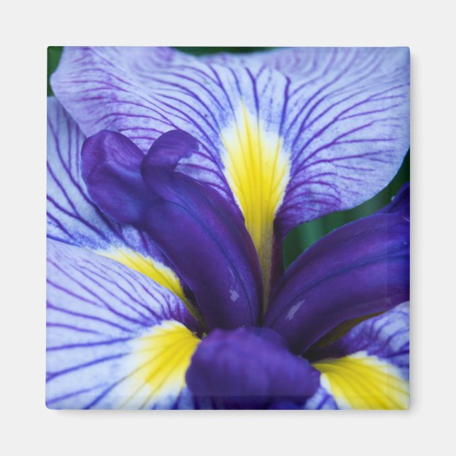 Imã Iris Magnet (Frente)