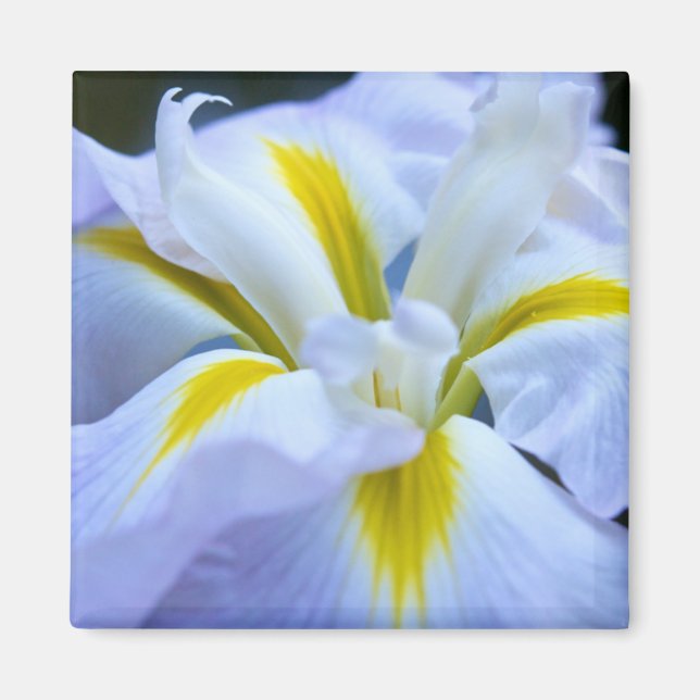 Imã Iris Magnet (Frente)