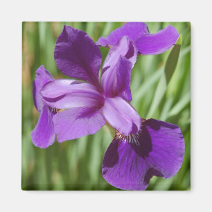 Imã Iris Magnet