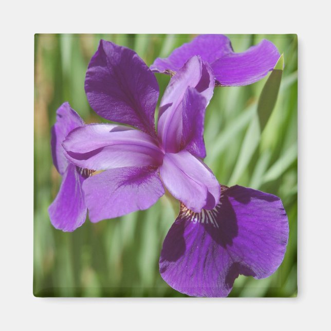 Imã Iris Magnet (Frente)