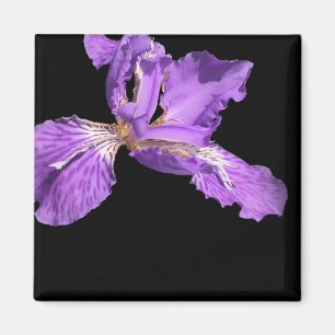 Imã Iris Purple