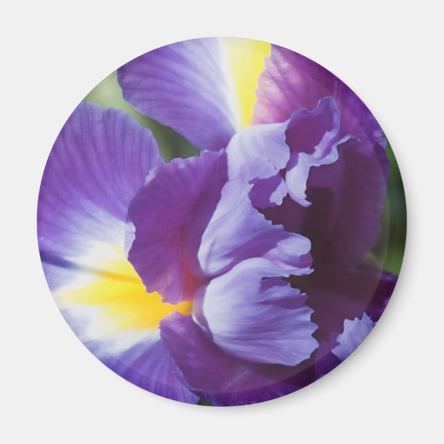 Imã íris púrpura fechar (Frente)