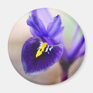 Imã Íris Reticulata Flor Magnet