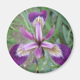 Imã Íris Roxo