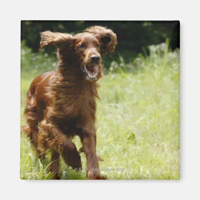 Imã Irish Setter (Frente)