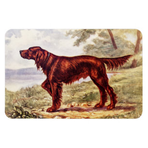 Ímã Irish Setter 1900 Ilustração do Cão desportivo