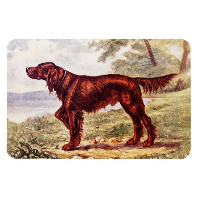 Ímã Irish Setter 1900 Ilustração do Cão desportivo (Horizontal)