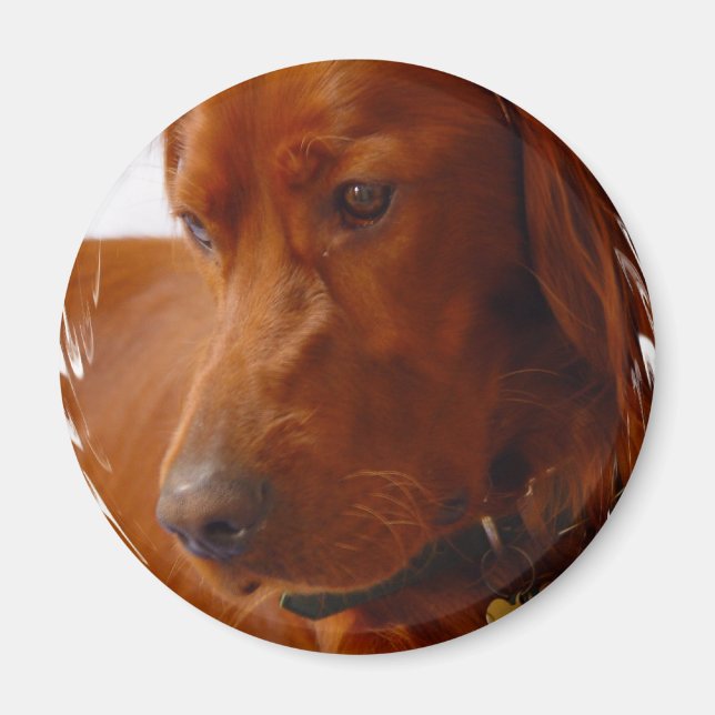 Imã Irish Setter Magnet (Frente)
