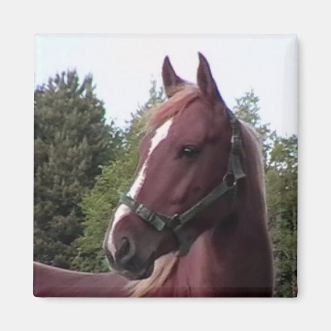 Imã Irish Stallion Magnet (Frente)