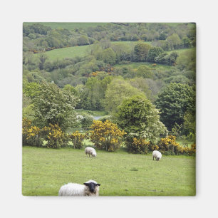 Imã Irlanda Ocidental, Península de Dingle, Larga