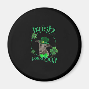 Imã Irlandês Por Um Dia De Whippet Lucky Dog No Dia D
