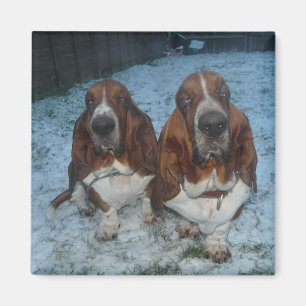 Imã Irmãos Basset Hound de Ímã