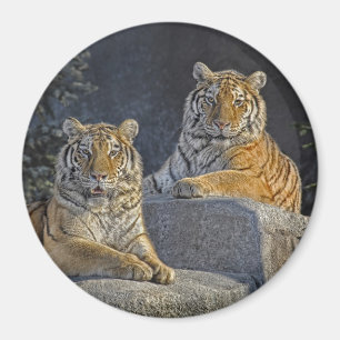 Imã Irmãs do tigre