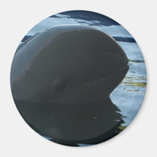 Imã Irrawaddy Dolphin Peek-A-Boo