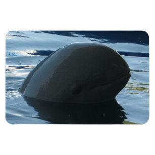 Ímã Irrawaddy Dolphin Peek-A-Boo
