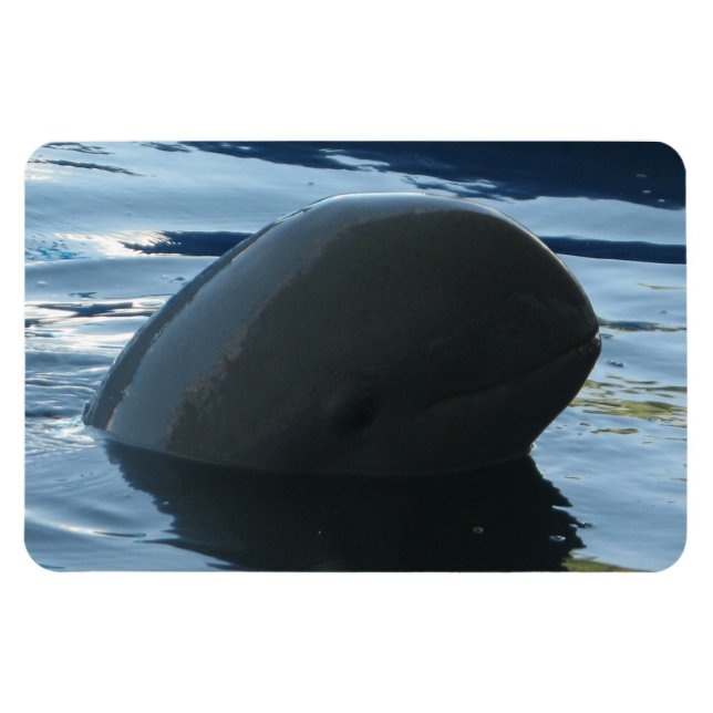 Ímã Irrawaddy Dolphin Peek-A-Boo (Horizontal)
