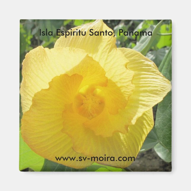 Imã Isla Espiritu Santo, Islas las Perlas, Panamá (Frente)