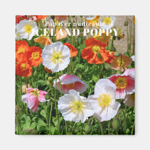 Imã Islândia Poppy