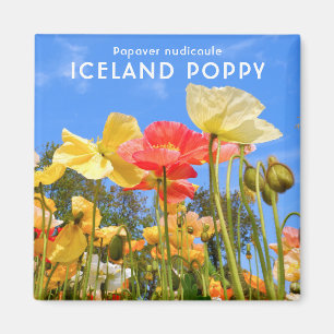 Imã Islândia Poppy