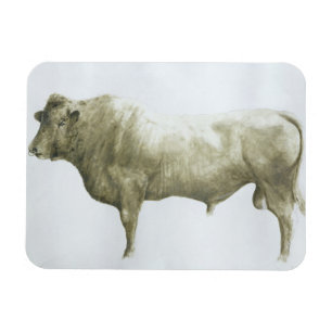 Ímã Islay Bull 2004