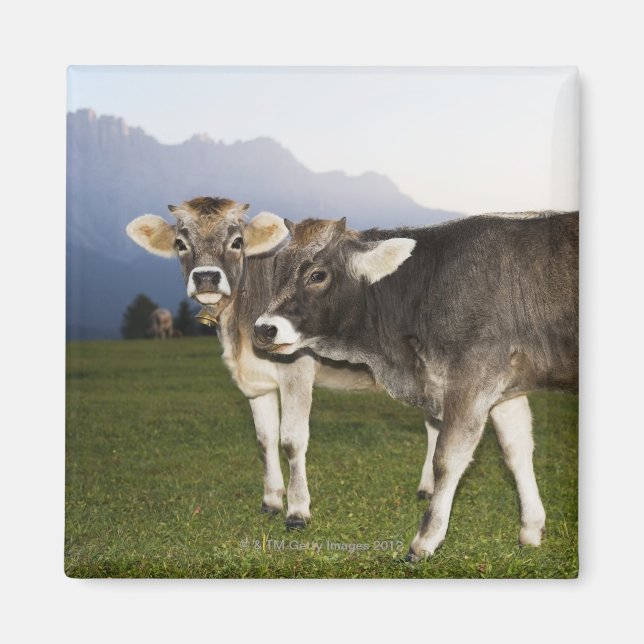 Imã Itália, Alto Adige (Frente)