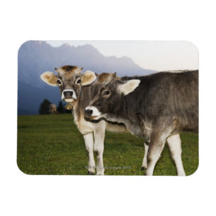 Ímã Italia, alto Adige