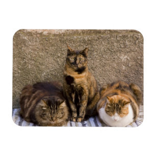 Ímã Itália, Cinque Terre, Vernazza. Três gatos