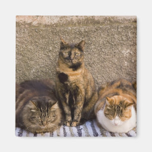 Imã Itália, Cinque Terre, Vernazza. Três gatos