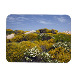 Ímã Itália, Sardenha, Santa Teresa Gallura. Capo 3