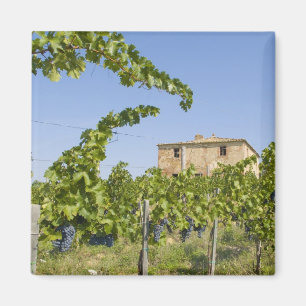Imã Itália, Toscana, Montepulciano. Uvas de vinho pro