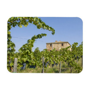 Ímã Itália, Toscana, Montepulciano. Uvas prontas