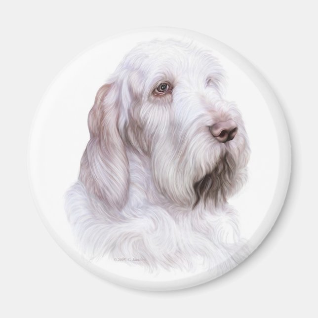 Imã Italiano Spinone Italiano (Frente)