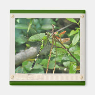 Imã Itens Coordenados do Dragonfly de Pondhawk Orienta
