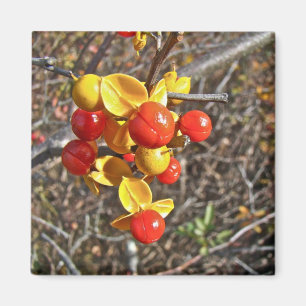Imã Itens de Berries de Vine Bitterdoce