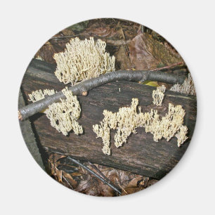 Imã Itens de Coordenação de Cogumelo Coral