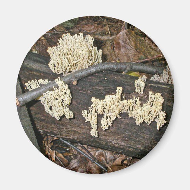 Imã Itens de Coordenação de Cogumelo Coral (Frente)