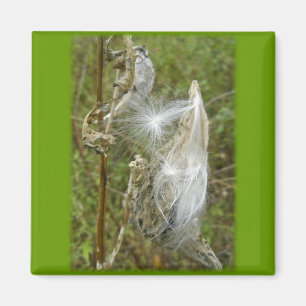Imã Itens de coordenação de sementes de milkweed