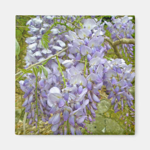Imã Itens de Coordenação de Wisteria Roxa