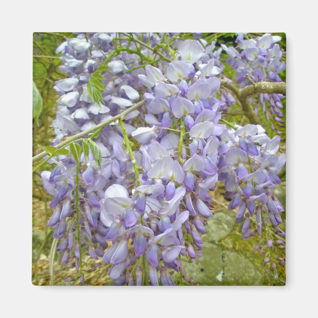 Imã Itens de Coordenação de Wisteria Roxa (Frente)